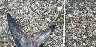 サワラと呼んでいいかな?