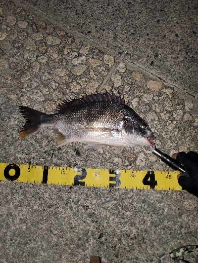 シーバスどこ行った(笑)