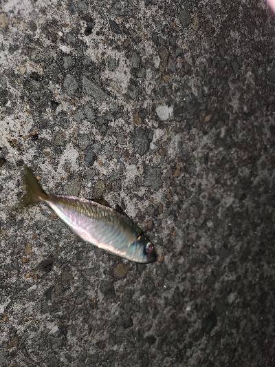 メバリングのはずが