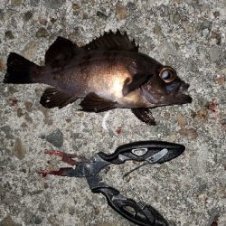 お祭り騒ぎ状態！