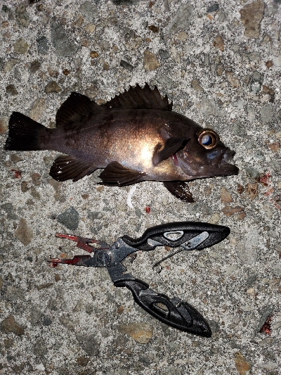 お祭り騒ぎ状態！