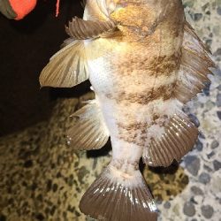 フロートメバリング