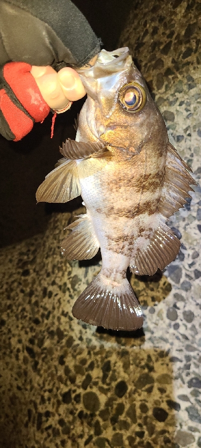 フロートメバリング