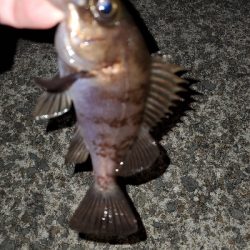 相変わらず安定！