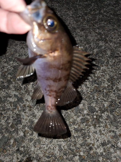 相変わらず安定！