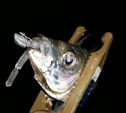 大雨のなか、アジング(笑)