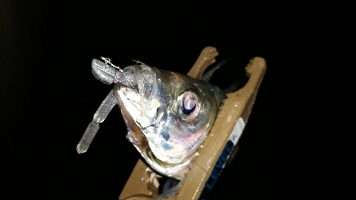 大雨のなか、アジング(笑)