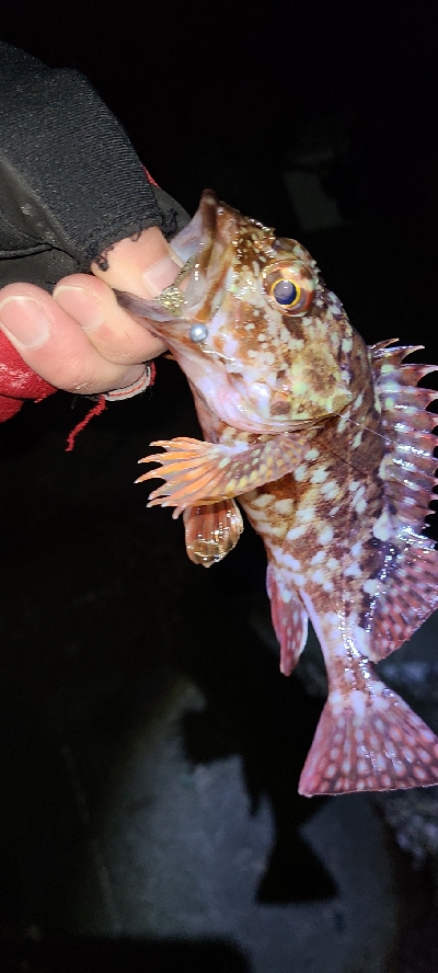 フロートメバリング