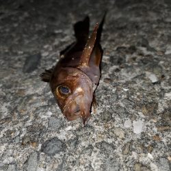 ボチボチの釣果