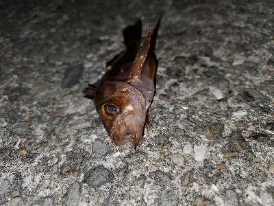 ボチボチの釣果