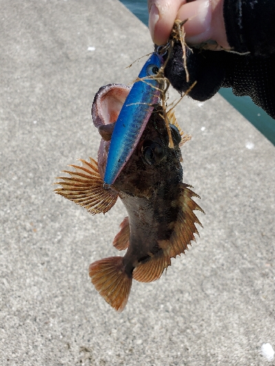 ターゲットだけライトなショアジギング。