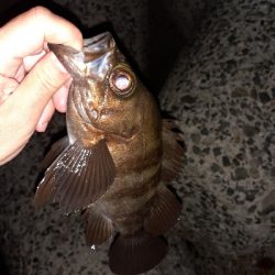 明るいうちからメバル!