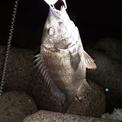 先日のリベンジメバリング❗