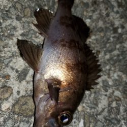 強風大潮メバル