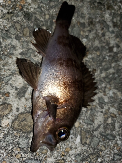 強風大潮メバル