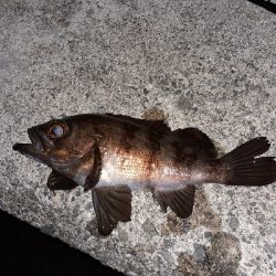 本日もメバリング~