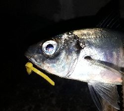 アジングと居残りメバリング