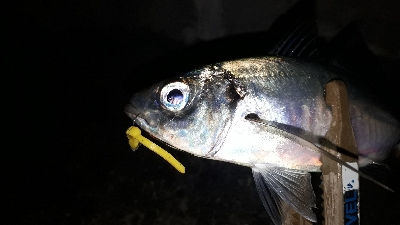 アジングと居残りメバリング