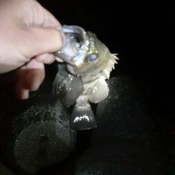 メバル良くなってきています！