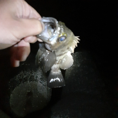 メバル良くなってきています！