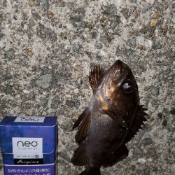 大潮微風メバリング