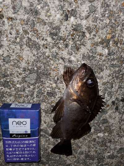 大潮微風メバリング