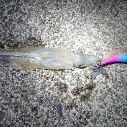 釣れる事を信じて