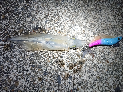 釣れる事を信じて