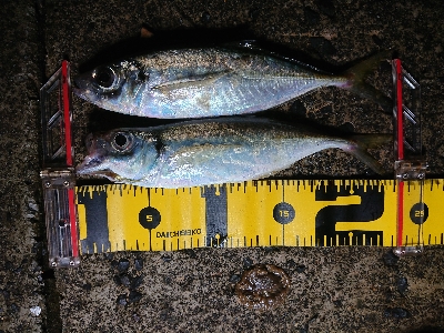 メバリングが……