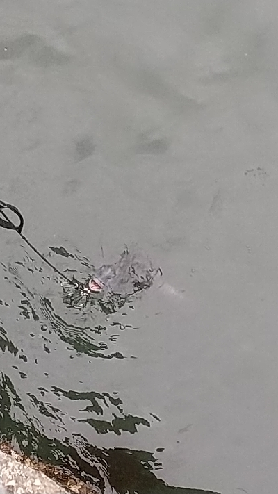 １年ぶりのクロダイ