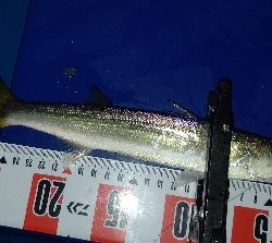 久しぶりの良型!