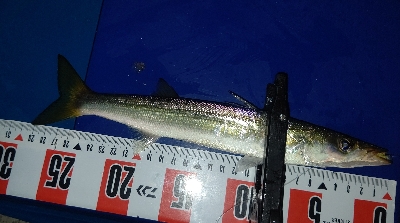 久しぶりの良型!