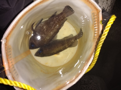 サイズアップ目指して