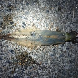 ヤリイカエギング