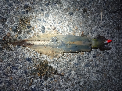 ヤリイカエギング