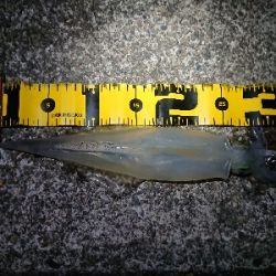 仕事終わりヤリイカ狙い