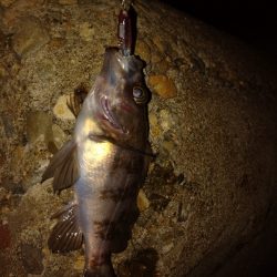 メバルプラッキング