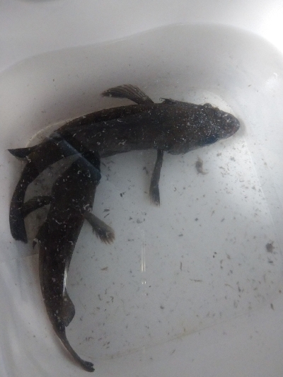 強風メバルプラッキング