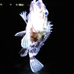 寒の戻りガシラ釣行