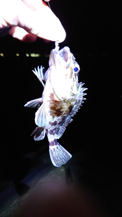 寒の戻りガシラ釣行