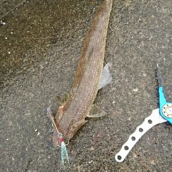 自粛明け2ハイ目のアオリGET!サイズup⤴⤴