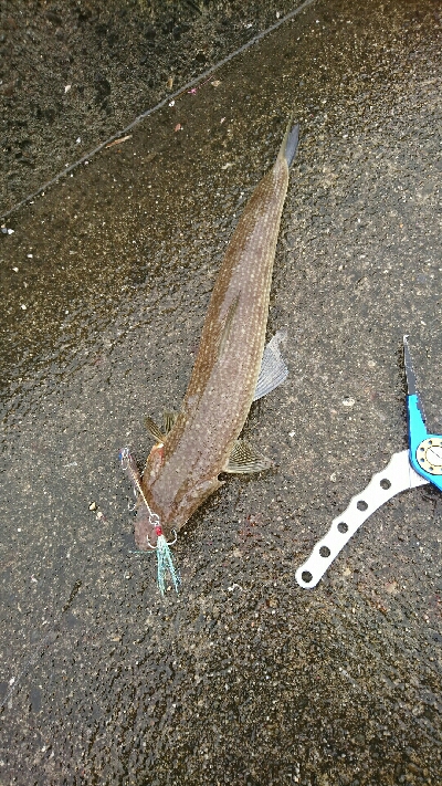 自粛明け2ハイ目のアオリGET！サイズup⤴⤴