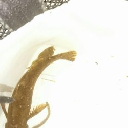 花見ガレイ不発もアイナメGET！