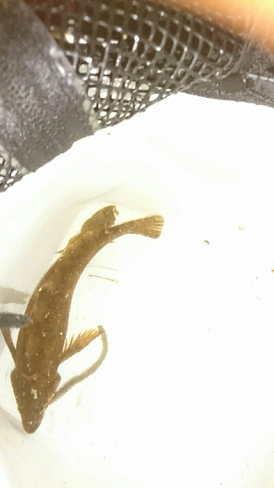 花見ガレイ不発もアイナメGET！