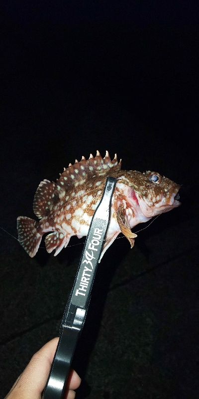 ナイトライトゲーム