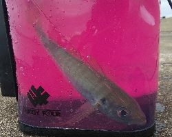 上越管釣りアジング