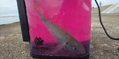 上越管釣りアジング