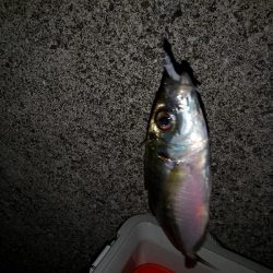 今日もアジ狙い