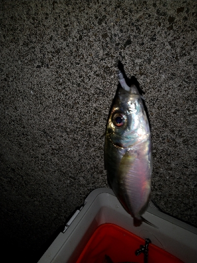 今日もアジ狙い