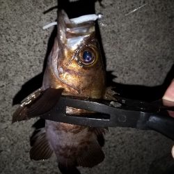 今日もアジ狙い